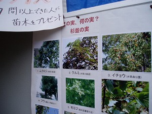 sugi-10.jpg