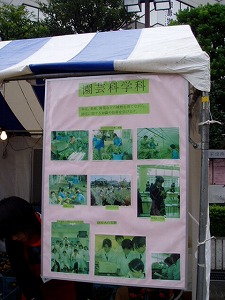 sugi-4.jpg