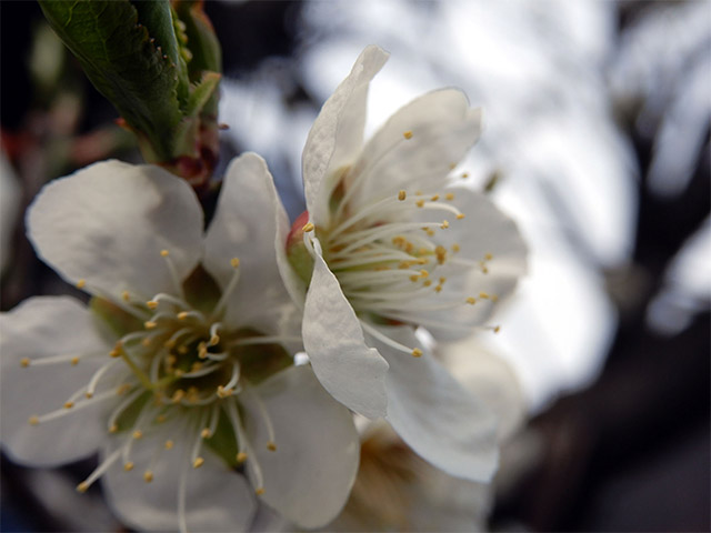 sakura1