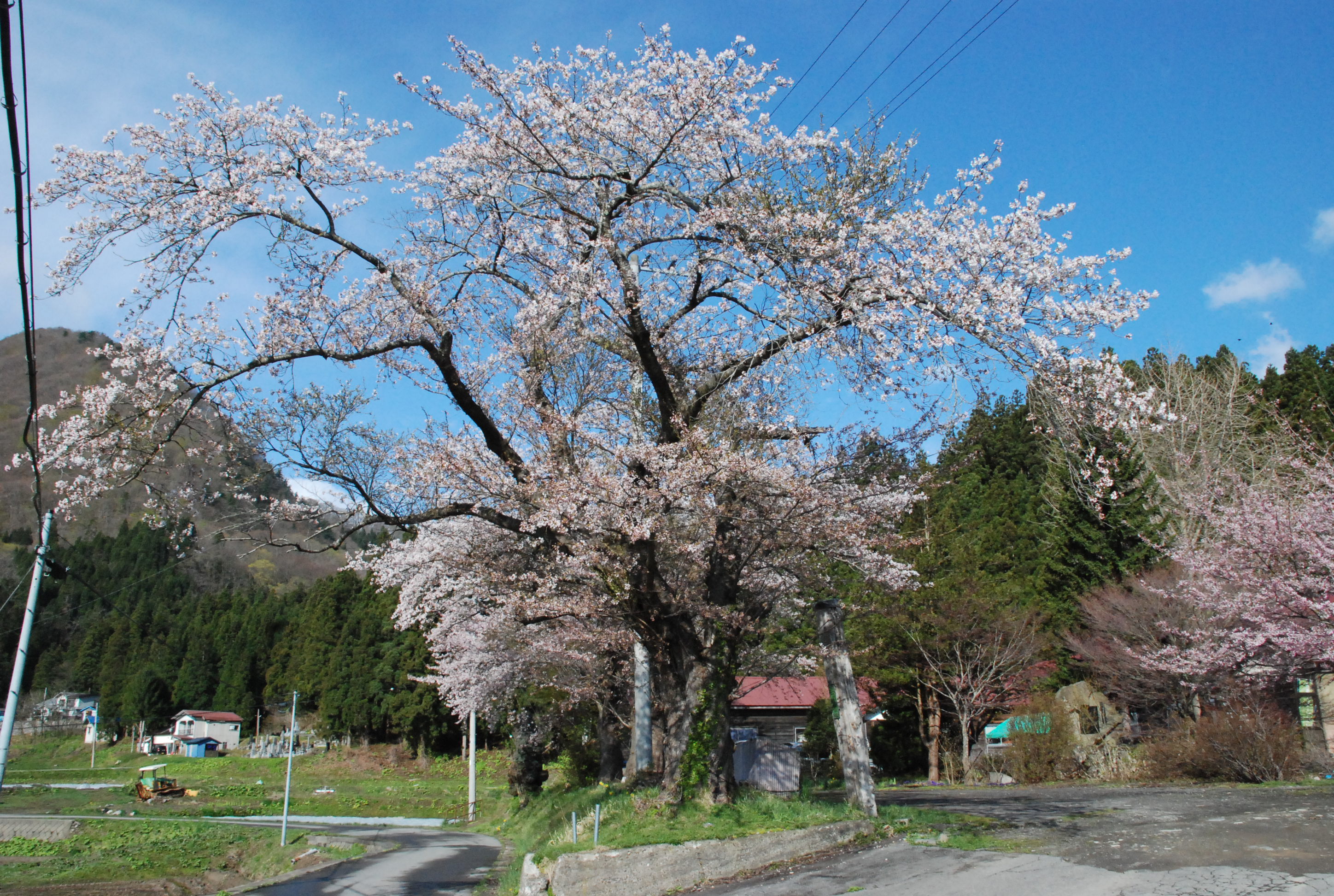 school (2)