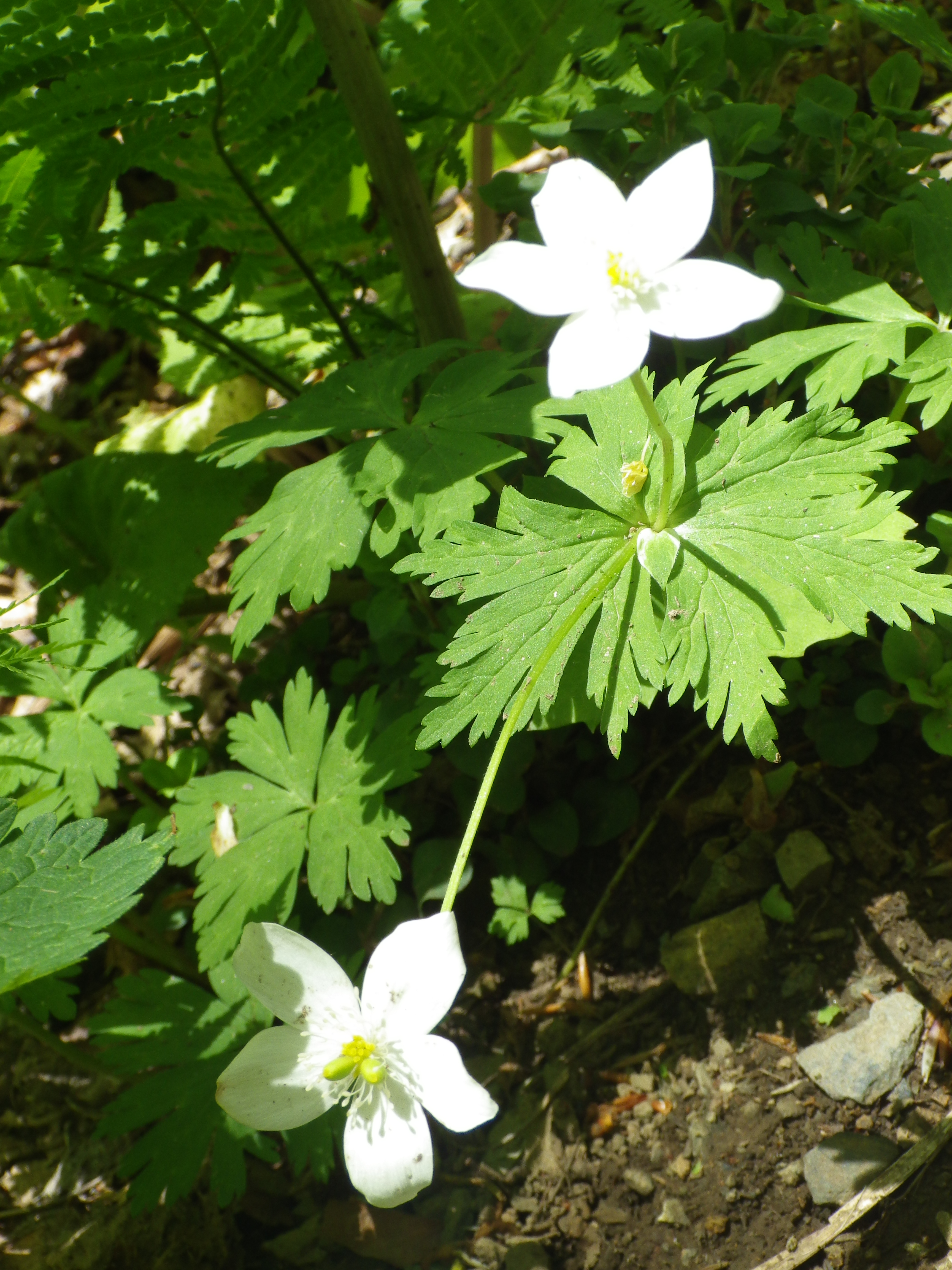 白神の春の花 (12)