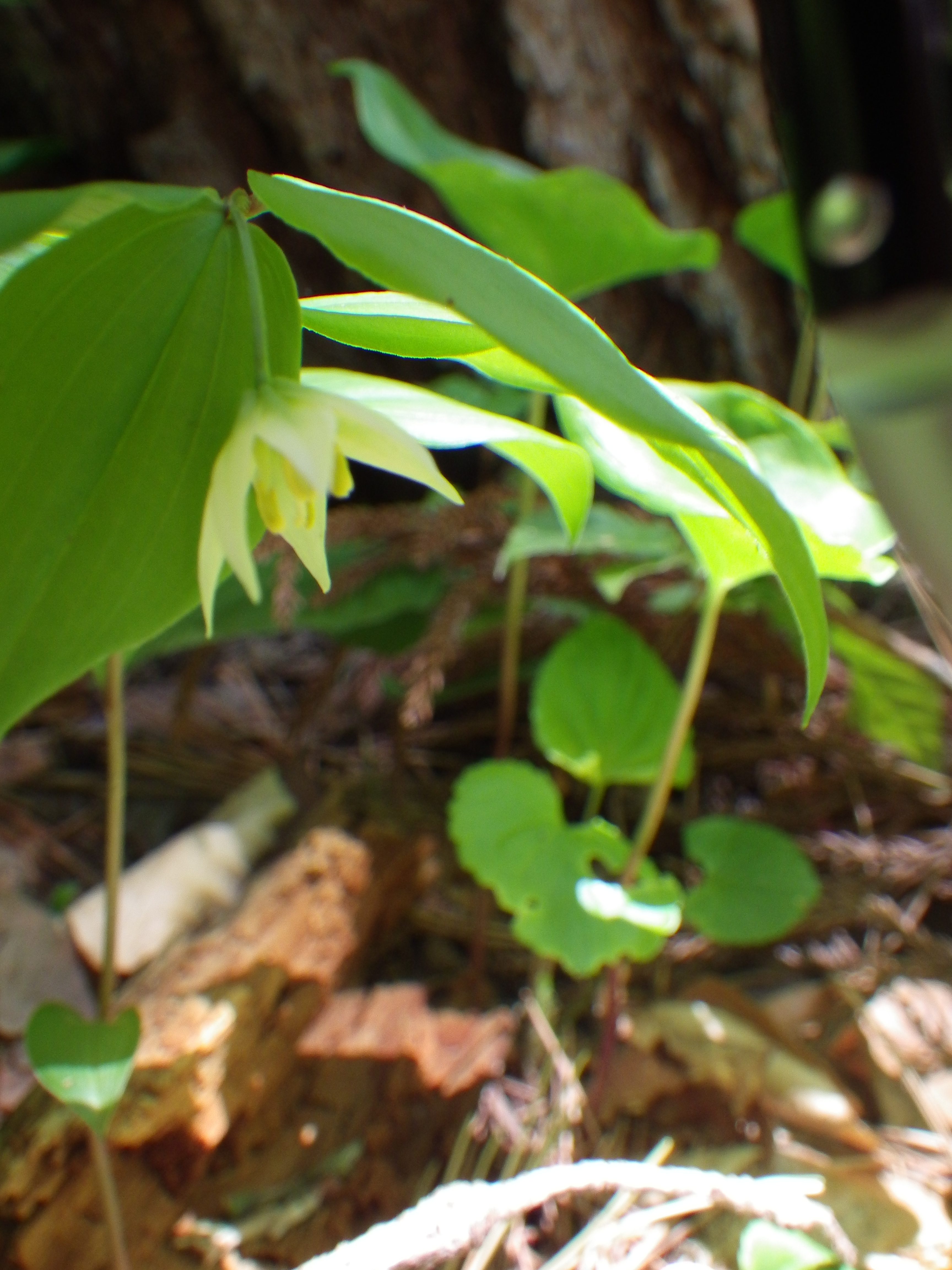 白神の春の花 (5)
