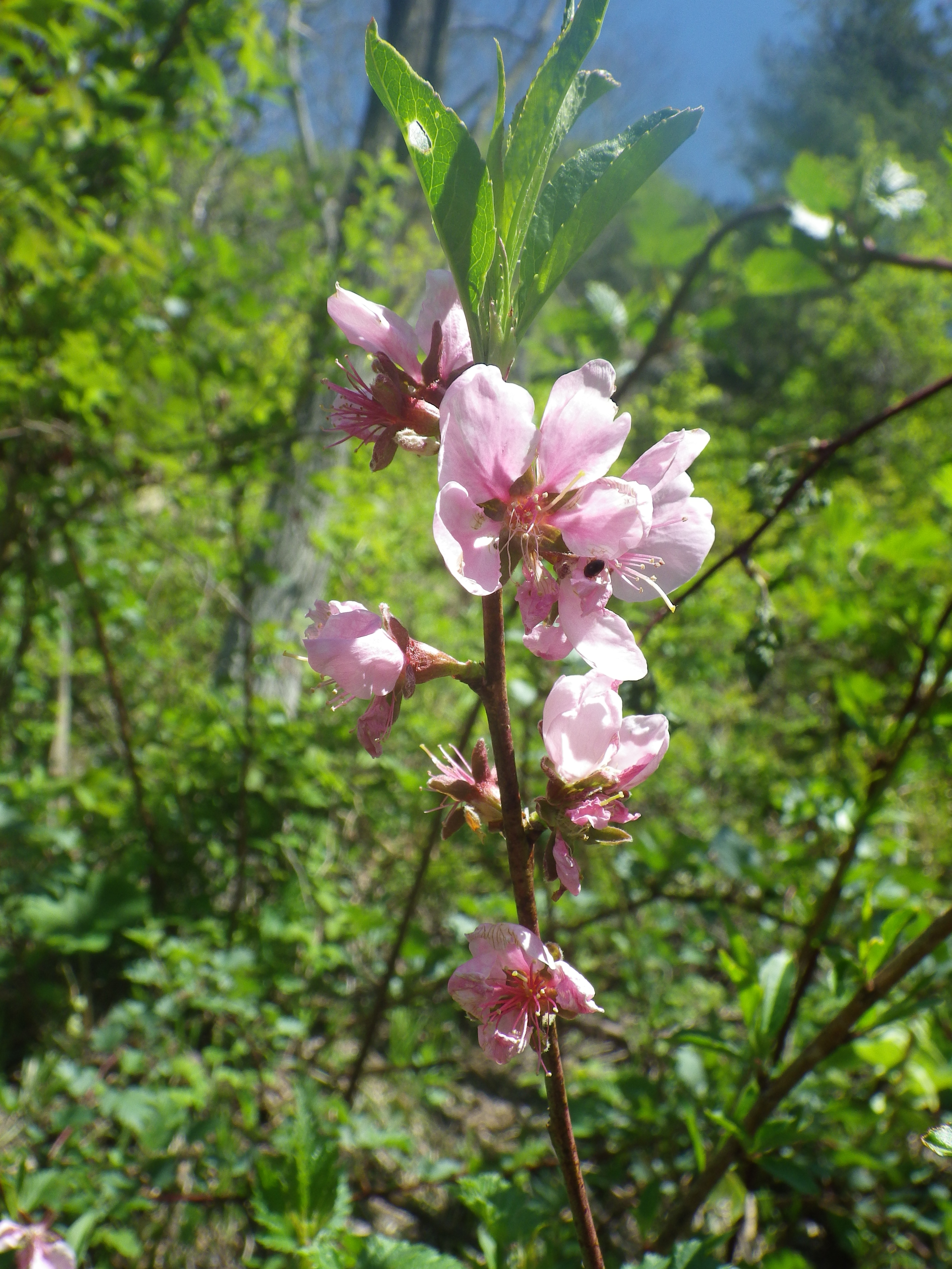 白神の春の花 (10)